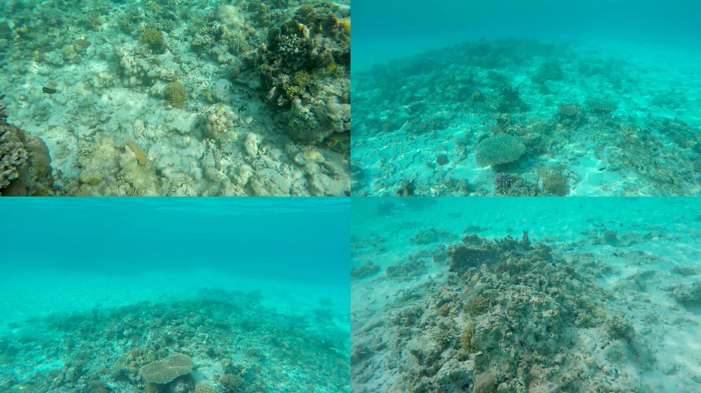 海底拍摄珊瑚礁 热带鱼