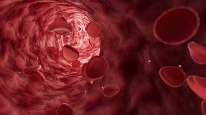【4K】红细胞在血管中流动