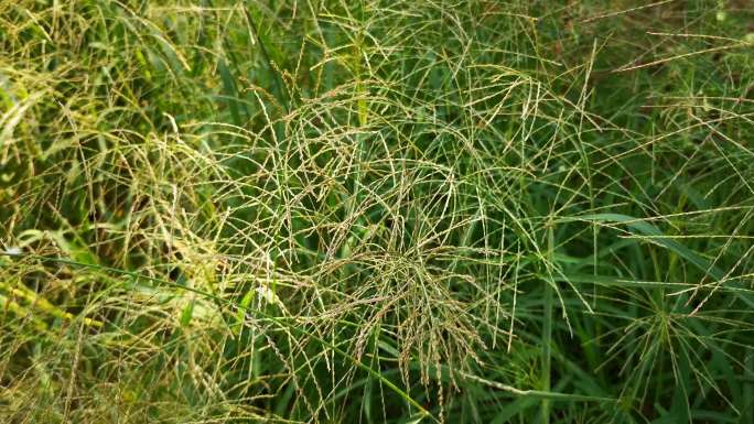 路边 小草 绿色 植物 草