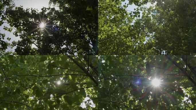 树影中的光束太阳光逆光