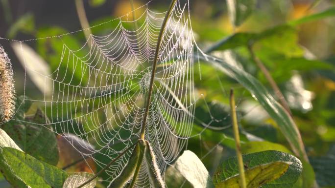 清晨带水珠的蜘蛛网