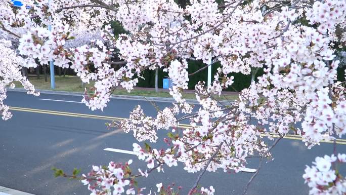 美丽樱花树行车