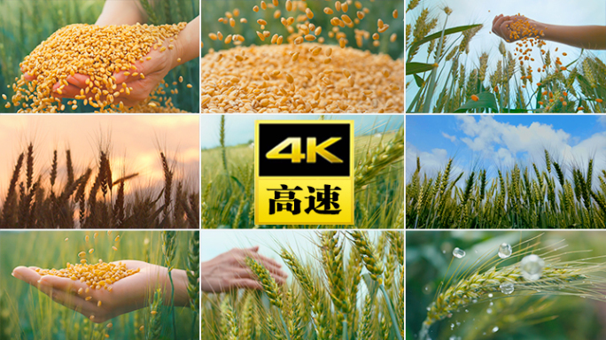 小麦麦田小满三农乡村振兴丰收农田农业粮食