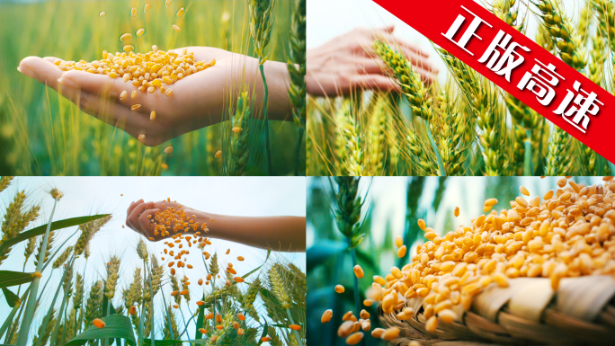 小麦麦田小满三农乡村振兴丰收农田农业粮食