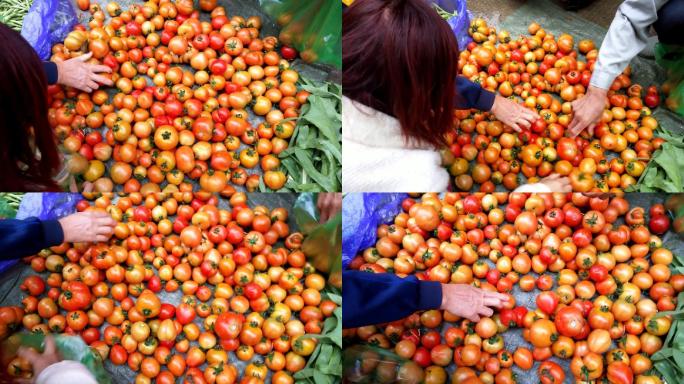 挑选挑蕃茄生活市场买菜选蕃茄原生态食品