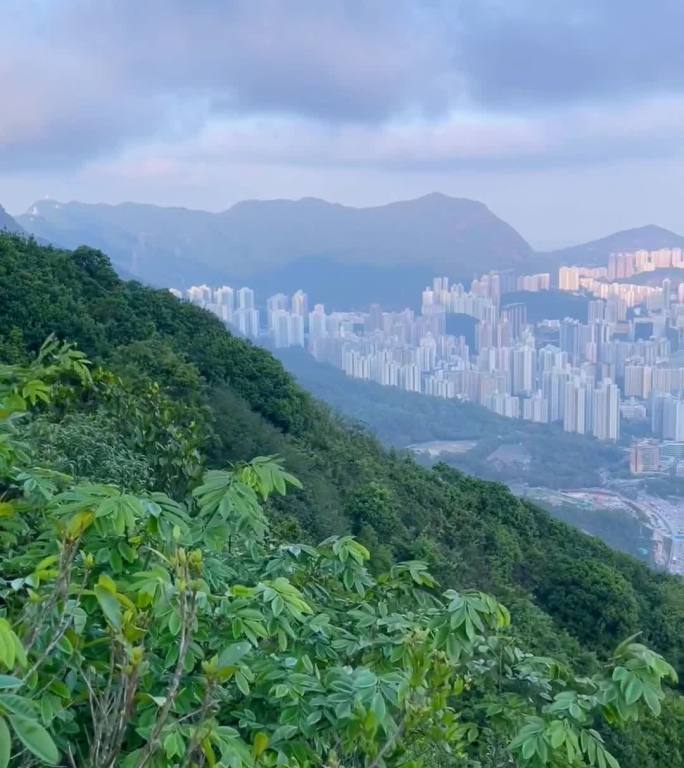 香港笔架山爬山遇见野生猴子欣赏都市风景