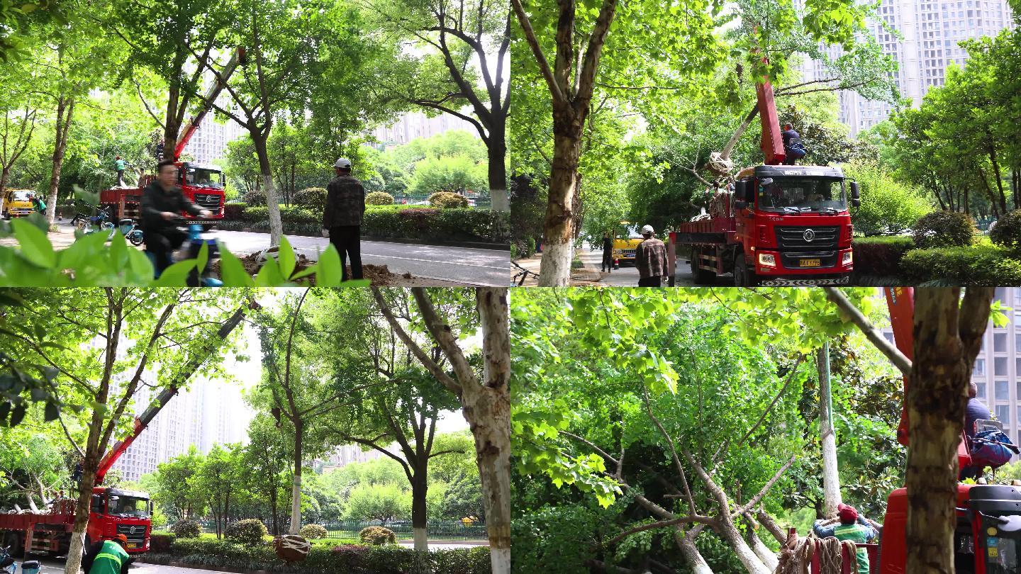 城市绿化施工树木移栽吊装