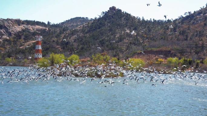 湖面上的一大群海鸥