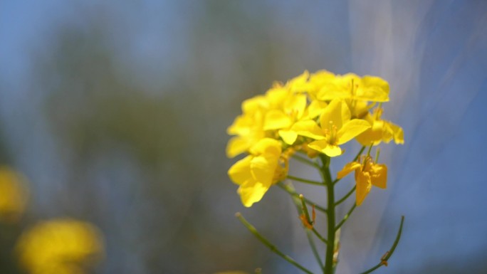 蜜蜂采蜜