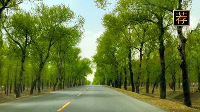 国道行车 林荫小道 乡间小路美丽乡村振兴