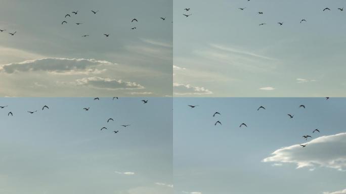 【4K正版】长焦视角下天空中成群海鸟飞行