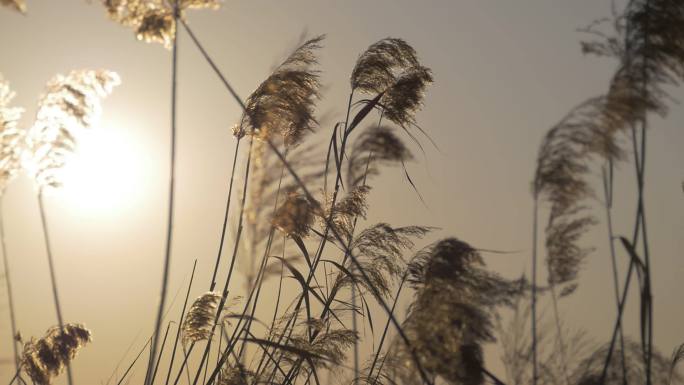 36芦苇空镜夕阳下的芦苇