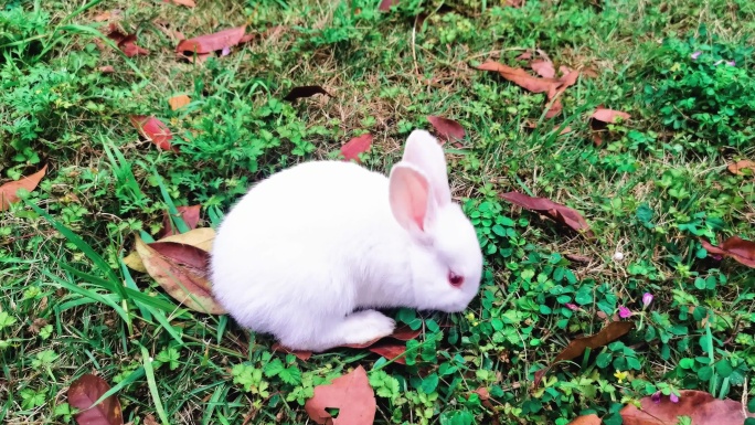 可爱兔子小白兔兔子吃草