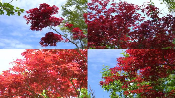 美丽的红枫树 红似火红树叶
