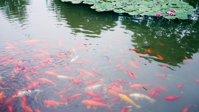 锦鲤  锦鲤戏水