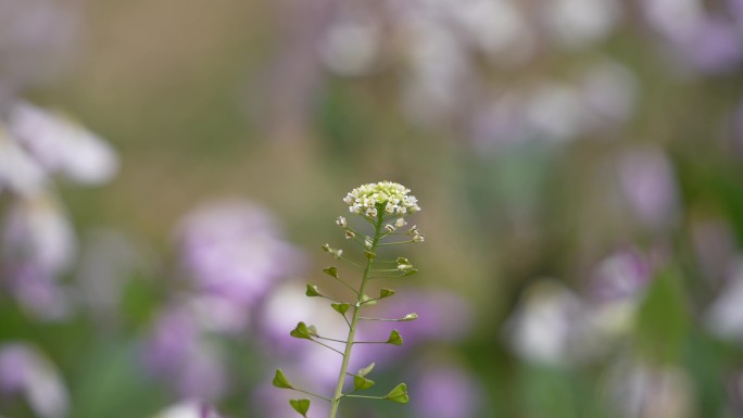 荠菜花野菜4K60帧