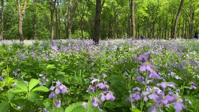 紫色花 春天 树林 绿意盎然 郊外 4k