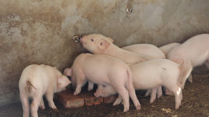 小猪  养猪场 喝水  乳猪 原片 农业