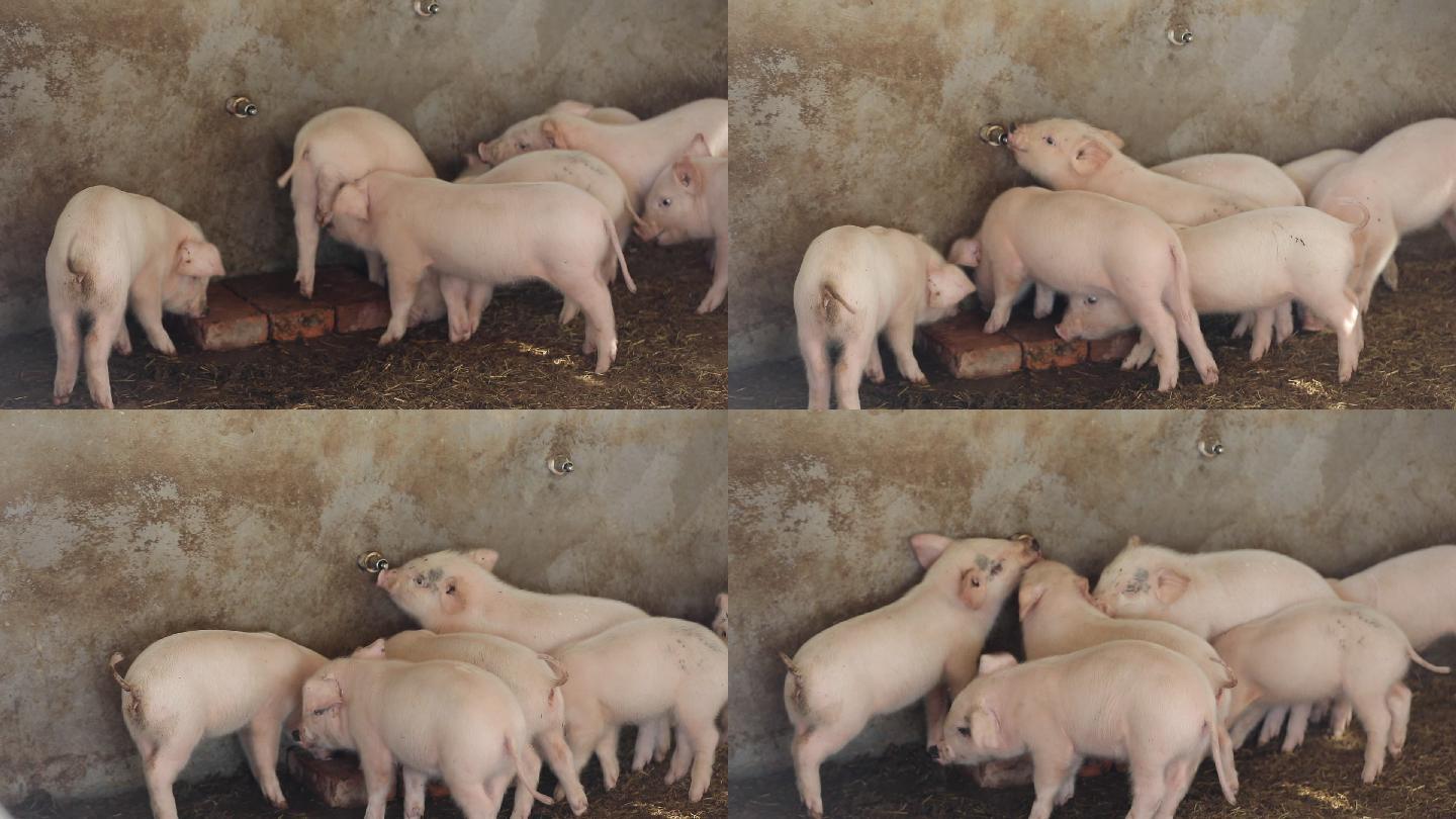 小猪  养猪场 喝水  乳猪 原片 农业