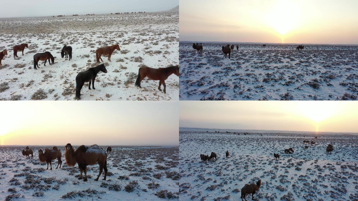 雪地骆驼马群 绿色天然草原畜牧业 游牧