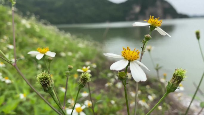 江边野菊花开蜜蜂采蜜