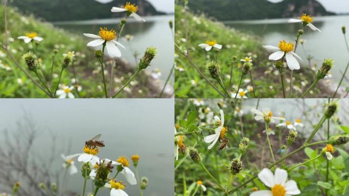 江边野菊花开蜜蜂采蜜