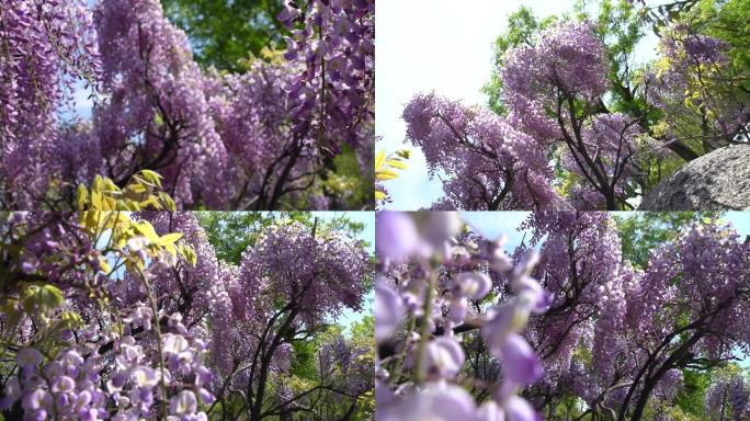 盛开的紫藤花 -1