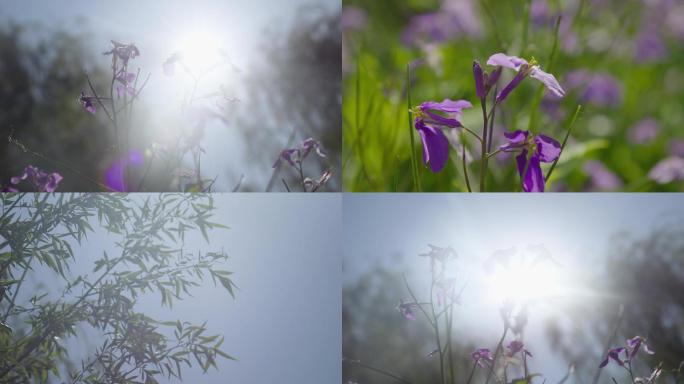 河边春暖花开景色 4k