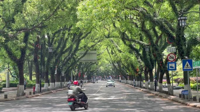 城市绿树成荫行车人流