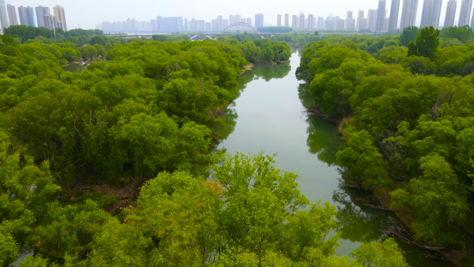 【4K】视频素材-航拍洛河湿地公园