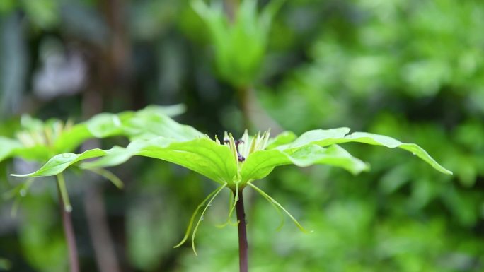 茁壮成长的中药材重楼