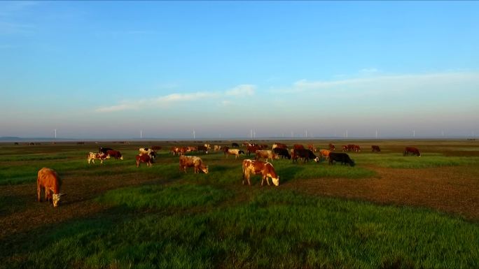 草原 放牧 牛群 羊群 航拍