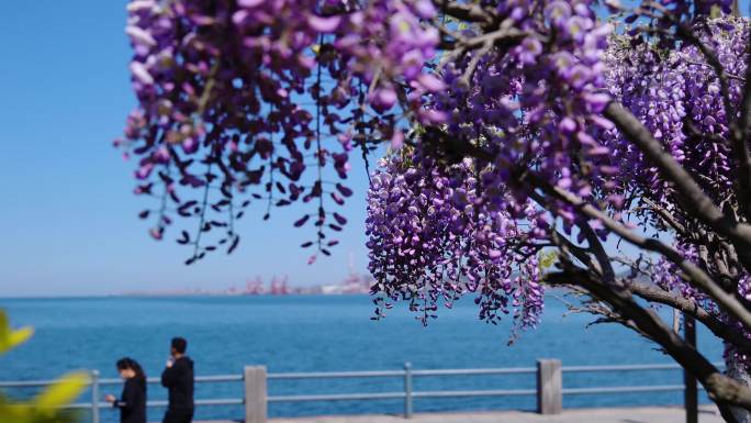 海边盛开的紫藤花-2