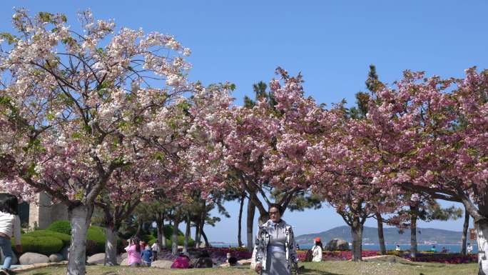 盛开的樱花树 -1