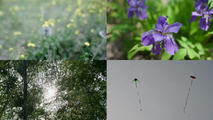 春天安静的植物等空镜升格拍摄4k