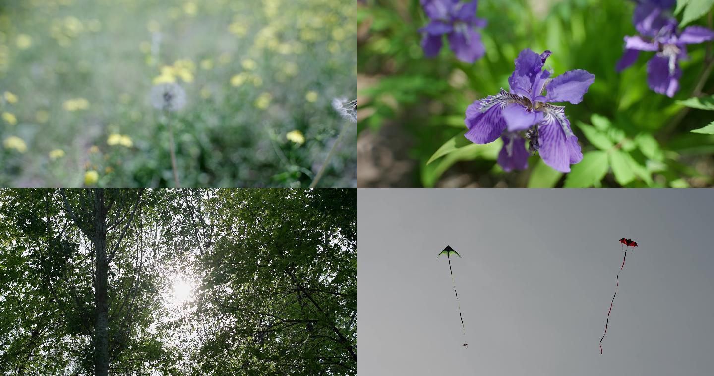 春天安静的植物等空镜升格拍摄4k