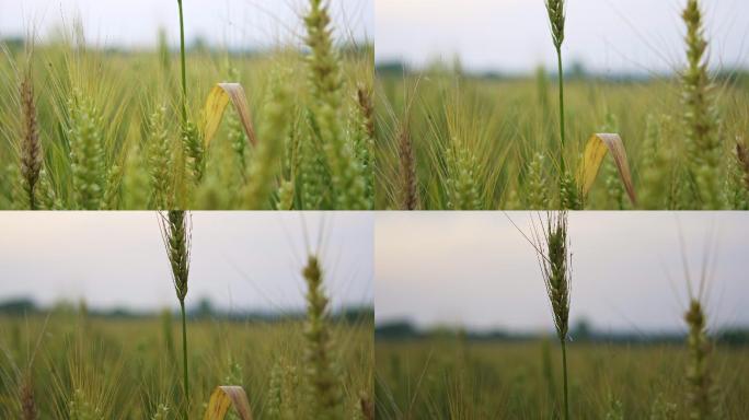 大片大片的麦田,水稻地