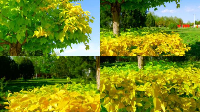 黄榆树造型