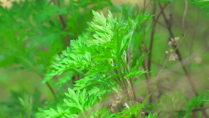 实拍3段微风吹动艾草视频素材