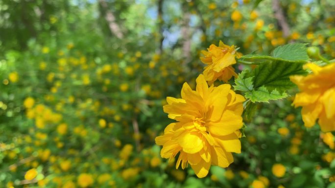 黄色花 春天 树林 绿意盎然夏天 4k