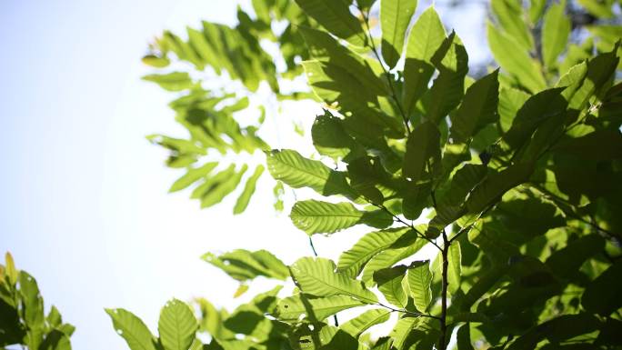 夏天 阳光绿叶 植物