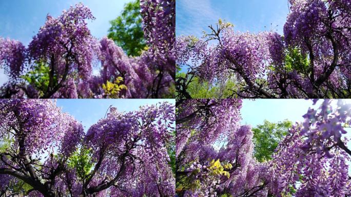 盛开的紫藤花-2