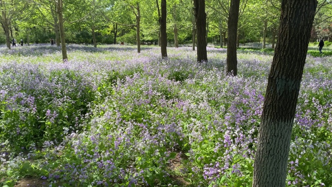 紫色花 春天 树林 绿意盎然 夏天 4k