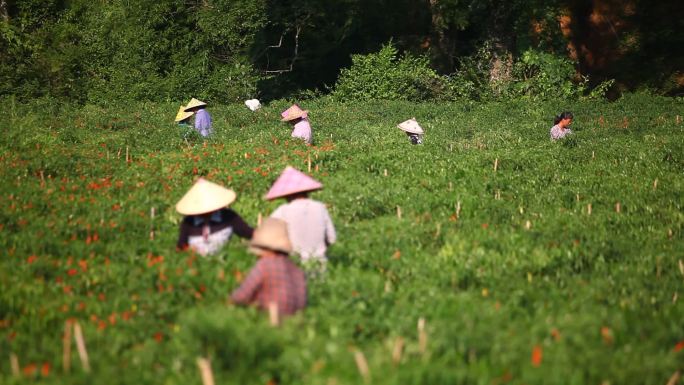 劳动 摘辣椒 农民 农活  朝天椒 斗笠