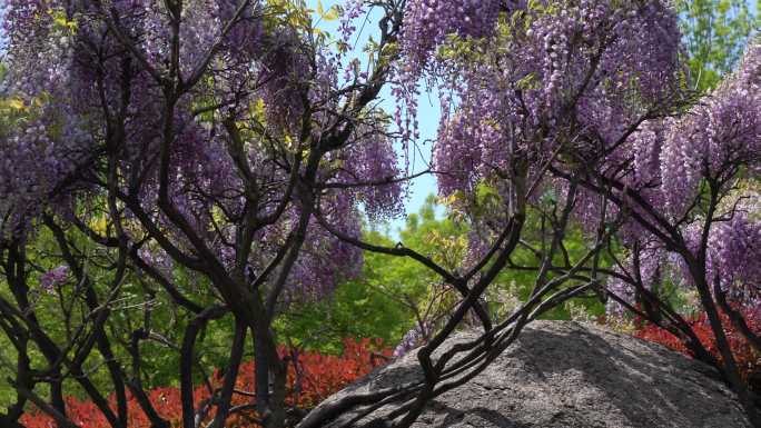盛开的紫藤花-1