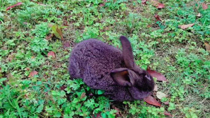 兔子吃草野兔灰兔
