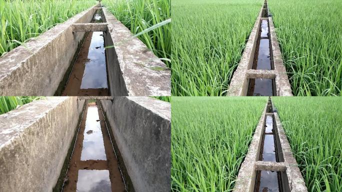 田间管理禾苗生长良好水利灌溉水沟田埂硬化