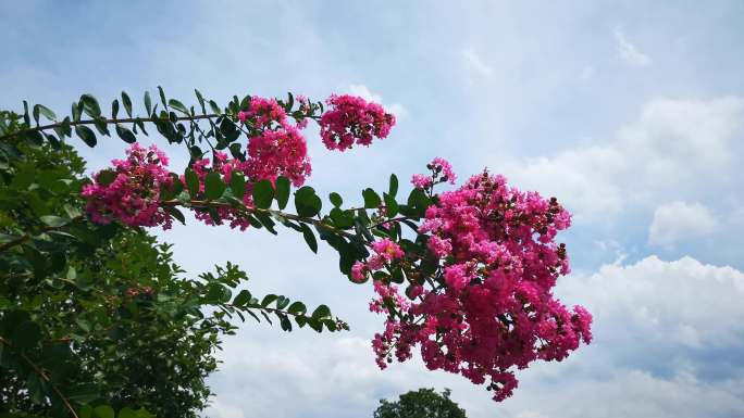 蓝天 阳光 树枝 树叶 植物 鲜花