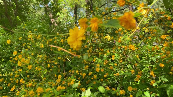 黄色花 春天 树林 绿意盎然 夏天 4k