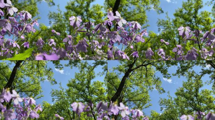 紫色花 春天 树林 绿意盎然 天空